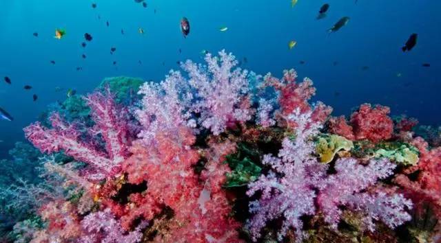 泰国沙美岛潜水有套路吗,泰国普吉岛潜水泳镜