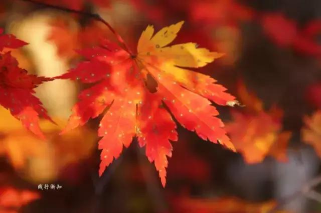 秋天宝宝上火如何防秋燥,宝宝是秋燥还是上火