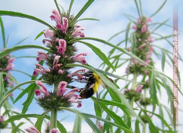 中药药用一览表 (消炎中药药用一览表)