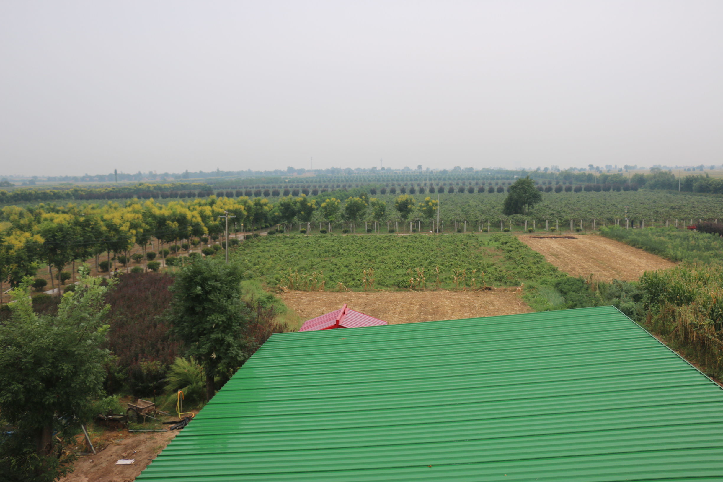 陕西眉县猕猴桃与山东博山猕猴桃,陕西眉县晨曦猕猴桃种植