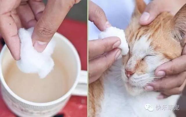 猫咪总是一只眼睛流眼泪怎么回事,猫咪眼睛红肿流眼泪打喷嚏怎么办
