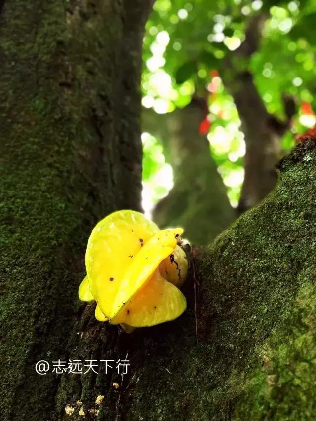 云霄县下河乡七高磜,去云霄不能错过的美食
