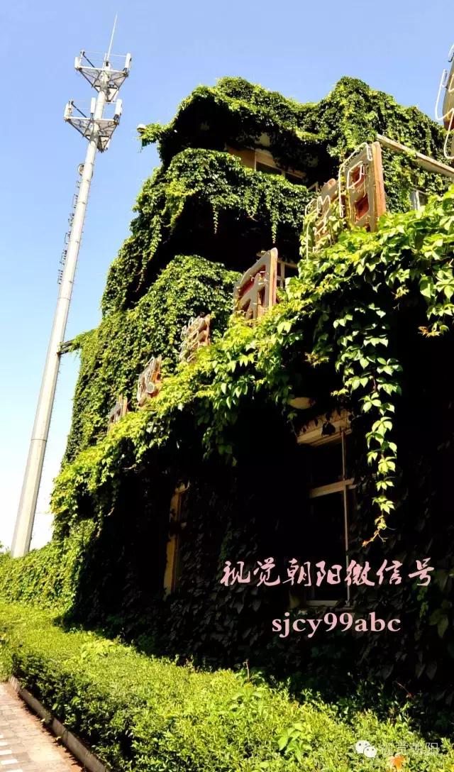 爬山虎翡翠图片大全,翡翠屏障