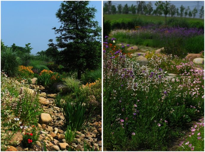辰山植物园旱溪花境,上海辰山植物园珍稀植物