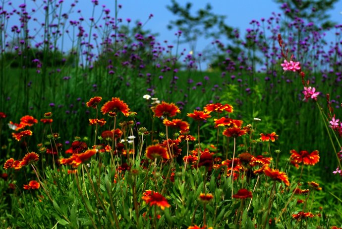 辰山植物园旱溪花境,上海辰山植物园珍稀植物