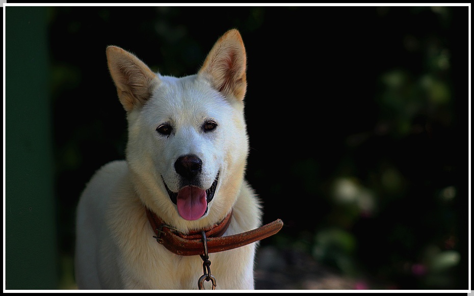 各个国家的土狗图片,20个国家土狗图片