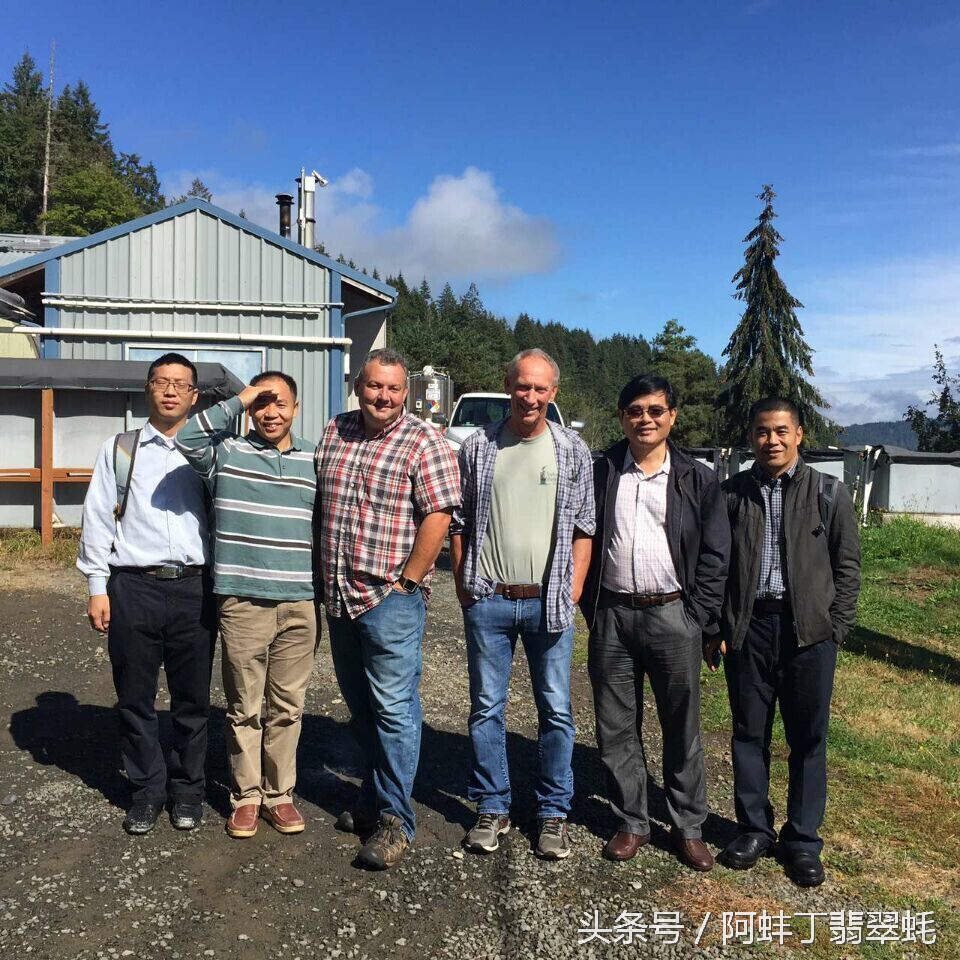 阿蚌丁牡蛎片怎么样,阿蚌丁