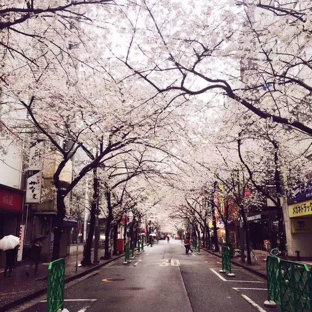 日本东京单人行攻略,去东京自由行攻略