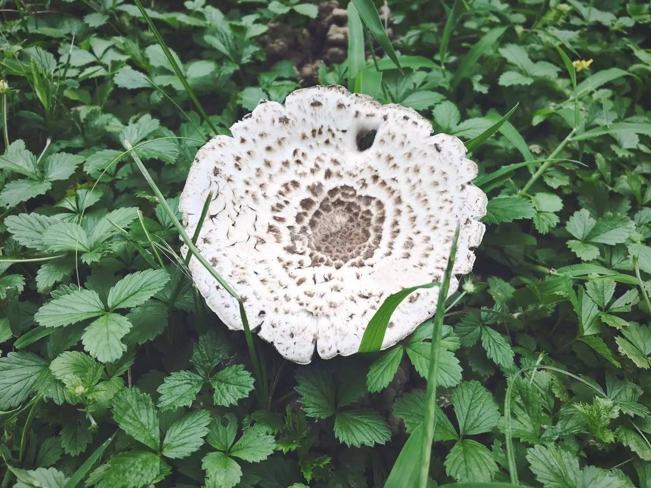 野生蘑菇是侧耳还是平菇,野生蘑菇黑的好还是白的好