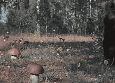 野生蘑菇是侧耳还是平菇,野生蘑菇黑的好还是白的好