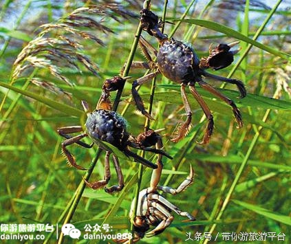 中秋适合吃什么螃蟹,中秋吃螃蟹最佳时间