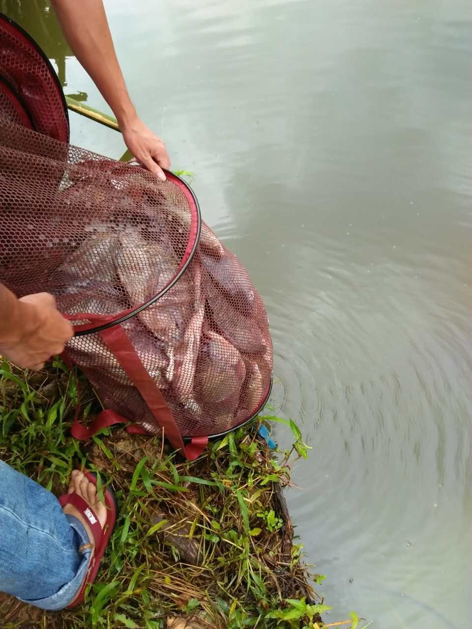 不管钓什么鱼都是铅坠着地钓,不管钓什么鱼漂都一样吗