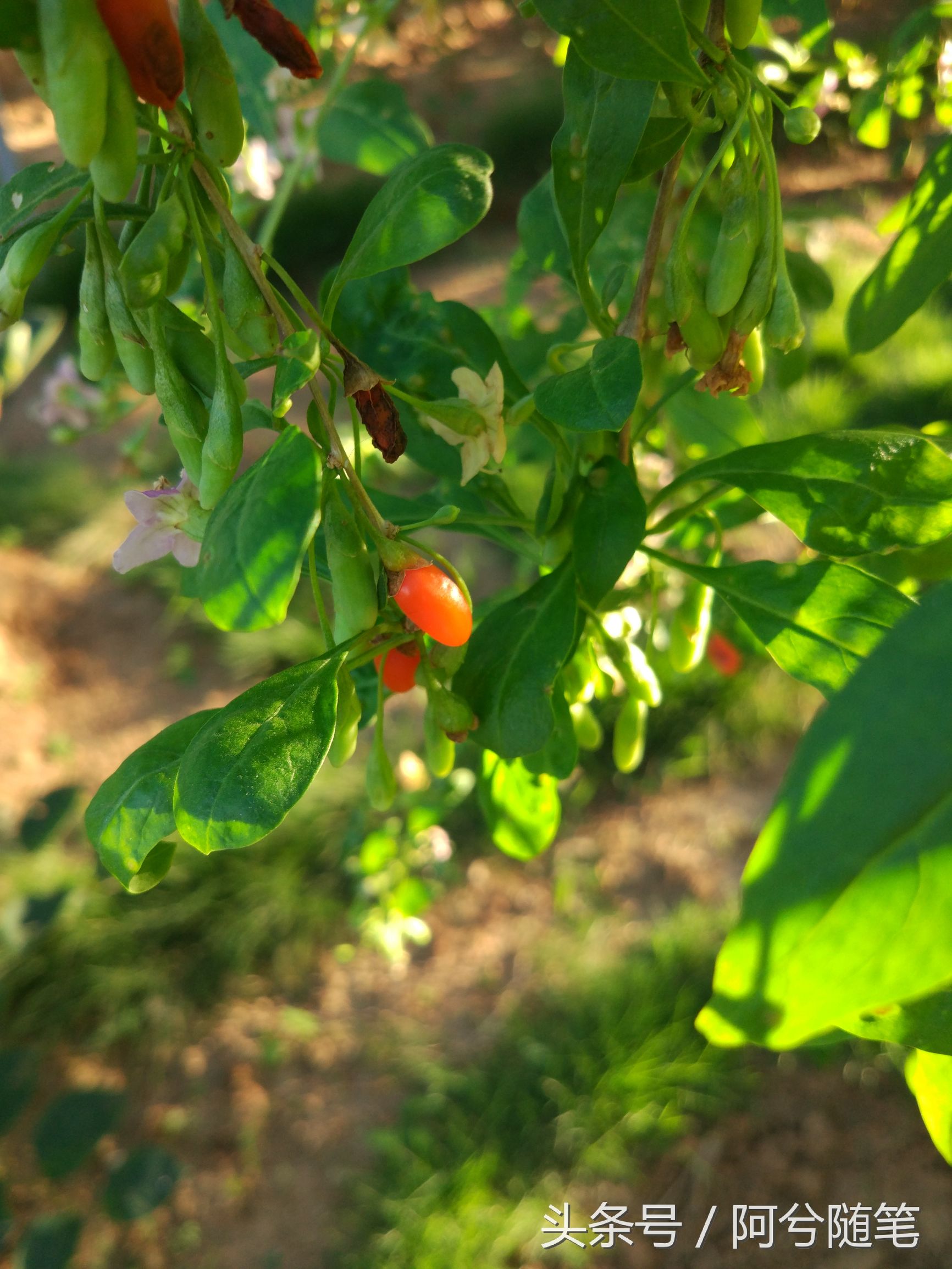 适合种植在庭院的植物大全,农村常见的植物盆栽