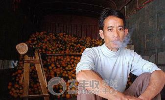 柑橘贮藏保鲜技术与步骤简介图,柑橘摘果后如何保管