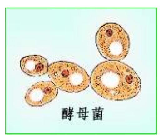 酵素的骗局视频,你真的了解酵素吗