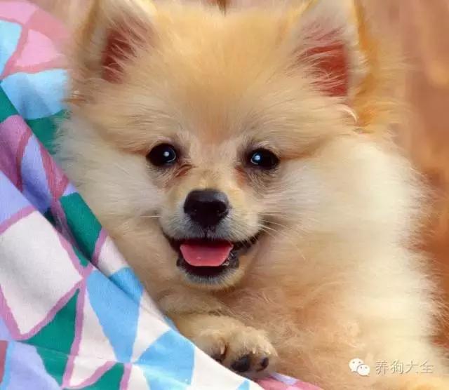 小狗互相打招呼时什么样,全世界狗狗打招呼的方式