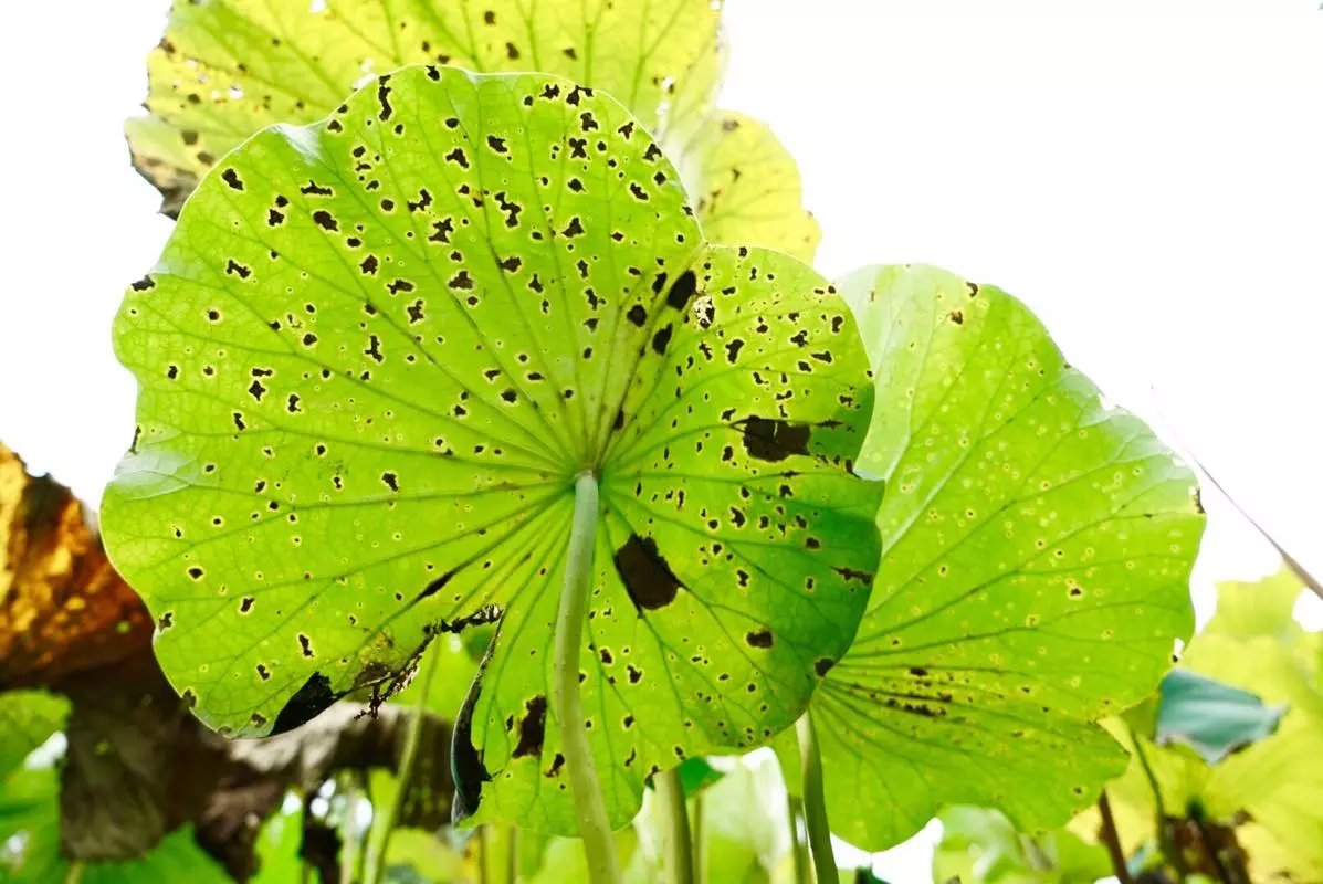 秋天的荷叶的样子,秋天的荷叶和月亮的诗句