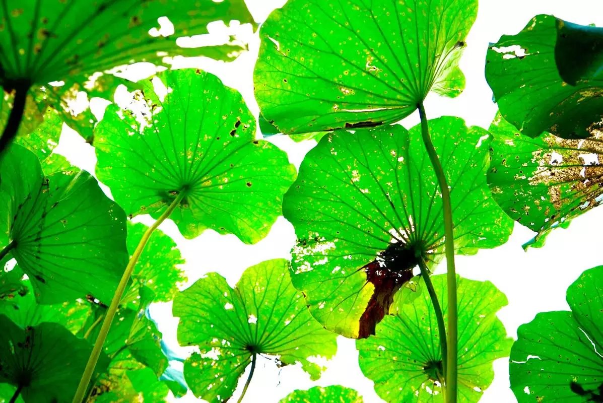 秋天的荷叶的样子,秋天的荷叶和月亮的诗句