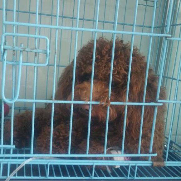 狗狗吃了螃蟹中毒了,狗狗吃了葡萄干去医院救治