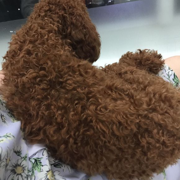 狗狗吃了螃蟹中毒了,狗狗吃了葡萄干去医院救治