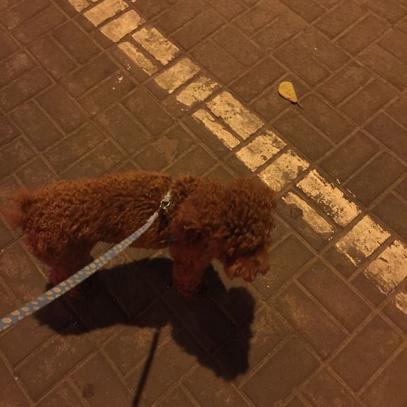 狗狗吃了螃蟹中毒了,狗狗吃了葡萄干去医院救治