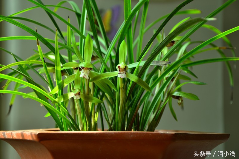 墙内飞蚁消灭最简单方法,有什么方法驱赶蚂蚁最有效