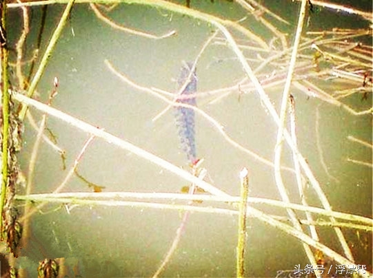 惹瘾上身,擒黑解毒