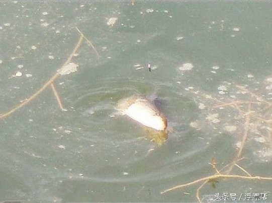 惹瘾上身,擒黑解毒