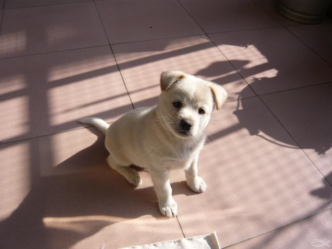 都说不要在淘宝买狗，不信给你看看卖家秀和卖家秀