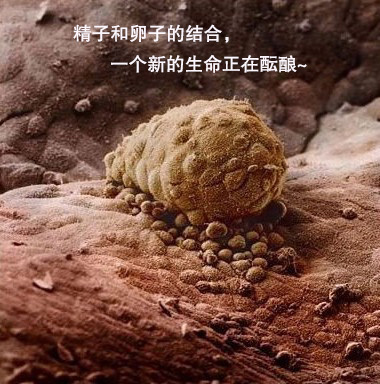 怎么判断自己怀孕了还是假孕,有没有假怀孕的症状