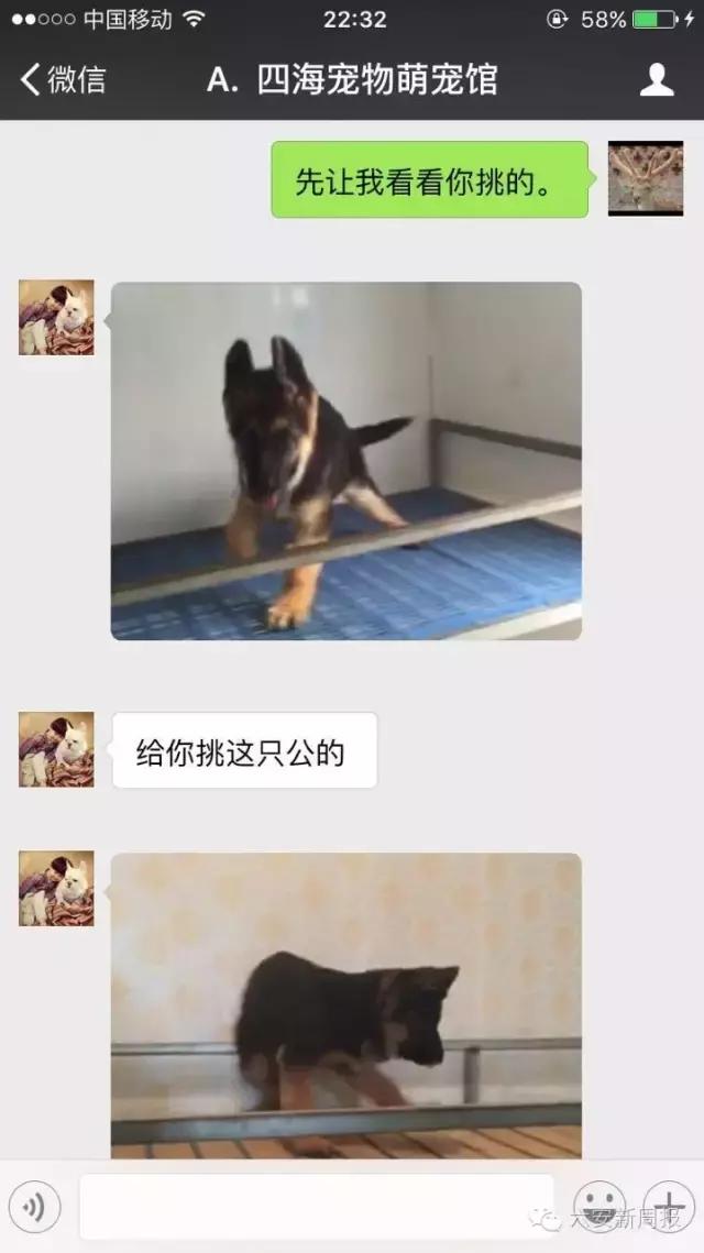 六安男子花4500元从微商买了两只德国牧羊犬，却收到两只土狗