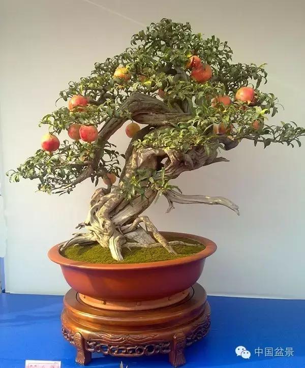 中秋赏桂花吃月饼,中秋佳节吃团圆