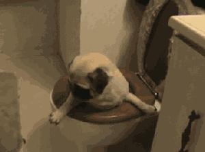 狗狗太贪玩怎么办,狗狗贪玩不进笼子怎么处理