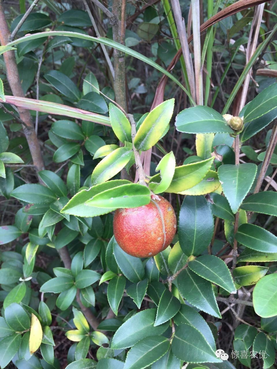 既可以食用又可以药用的植物,可食用又可用的食品