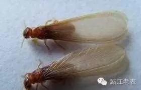 云南昆虫宴美食,云南特色虫宴