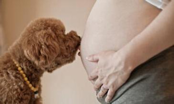 养宠物的准妈妈们是如何备孕的?弓形虫病到底是什么东东?