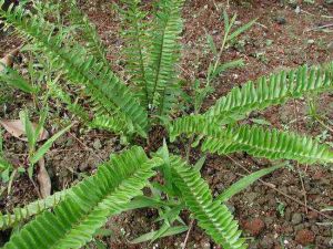 治颈椎病的手工膏药,专治颈椎病疼痛中草药药方
