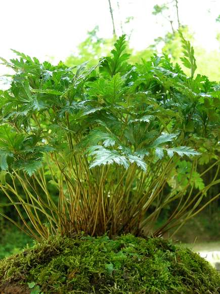 治颈椎病的手工膏药,专治颈椎病疼痛中草药药方