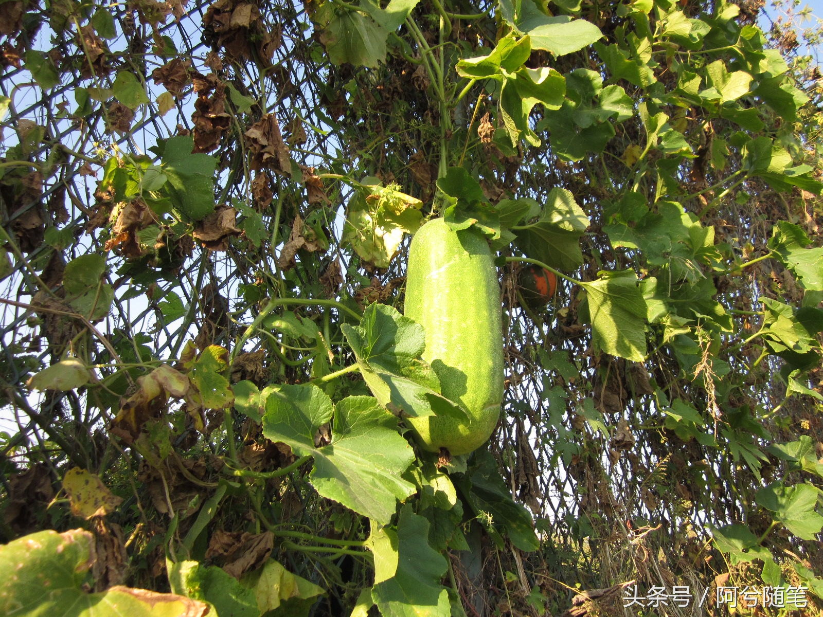 农村人最爱种植的20种“瓜”,你认识几个?|阿兮随笔