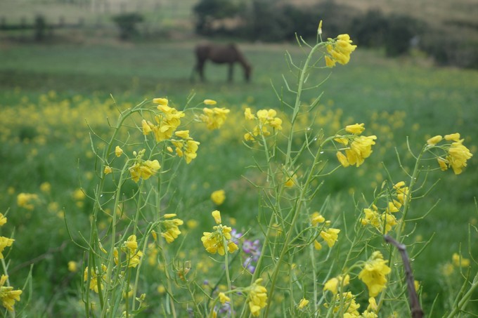 3月济州岛旅游游记,四月的济州岛机票