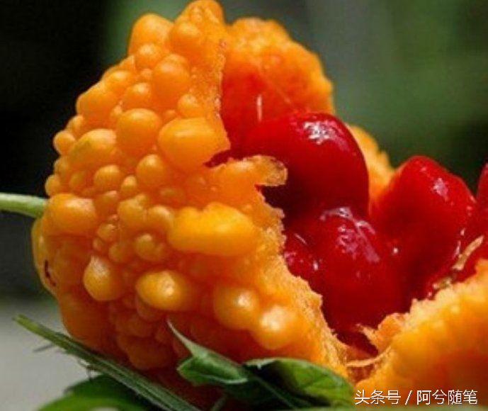 农村人最爱种植的20种“瓜”,你认识几个?|阿兮随笔