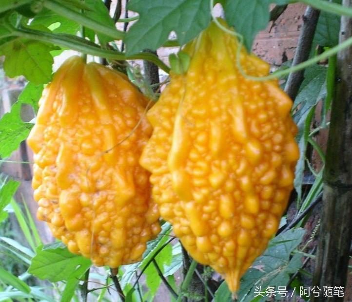 农村人最爱种植的20种“瓜”,你认识几个?|阿兮随笔