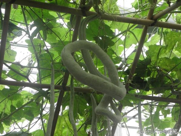 农村人最爱种植的20种“瓜”,你认识几个?|阿兮随笔