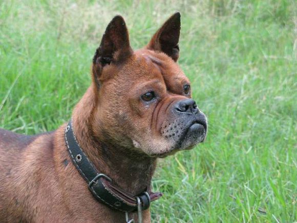 纯纯的土狗,纯纯的小土狗