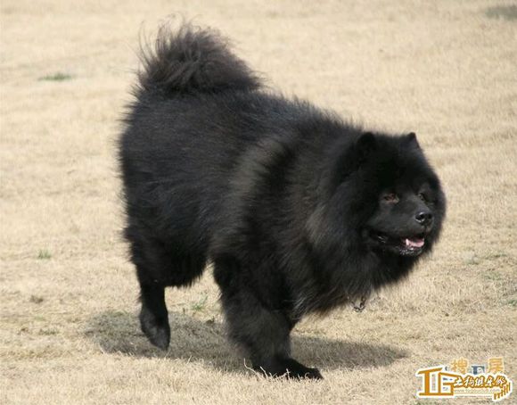 纯纯的土狗,纯纯的小土狗