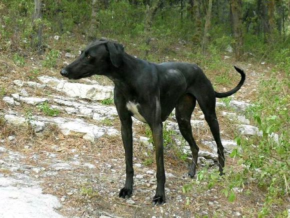 纯纯的土狗,纯纯的小土狗