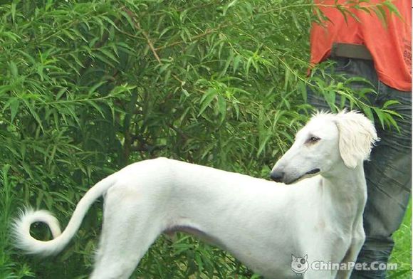 纯纯的土狗,纯纯的小土狗