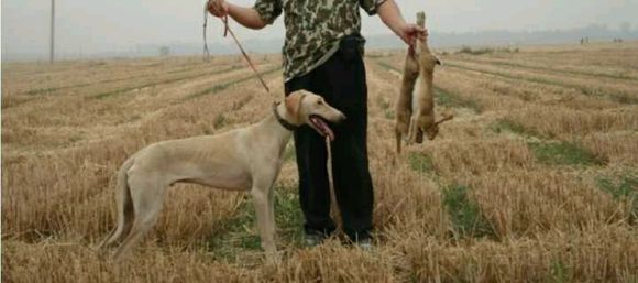 纯纯的土狗,纯纯的小土狗