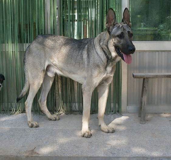 纯纯的土狗,纯纯的小土狗