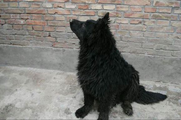 纯纯的土狗,纯纯的小土狗